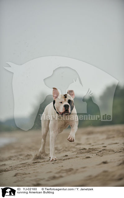 rennender American Bulldog / running American Bulldog / YJ-02160