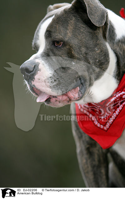 Amerikanische Bulldogge / American Bulldog / DJ-02206