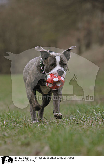 Amerikanische Bulldogge / American Bulldog / DJ-02217