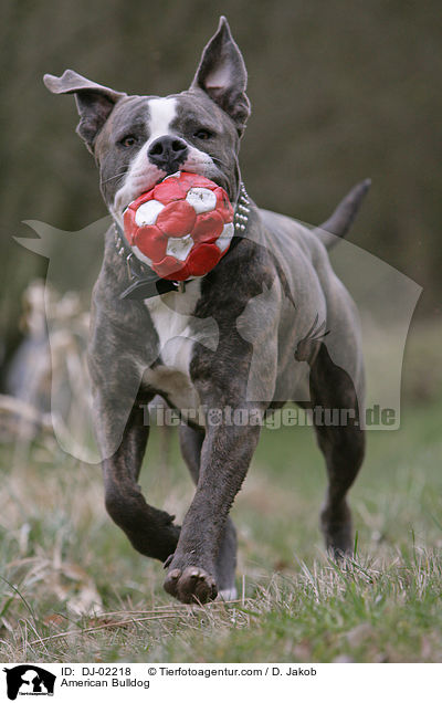 Amerikanische Bulldogge / American Bulldog / DJ-02218