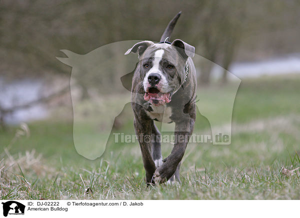 Amerikanische Bulldogge / American Bulldog / DJ-02222