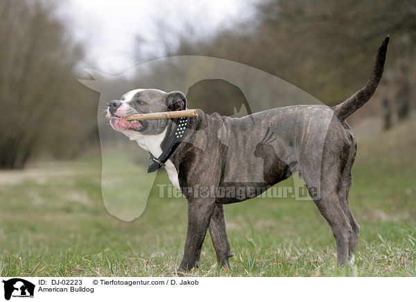 Amerikanische Bulldogge / American Bulldog / DJ-02223