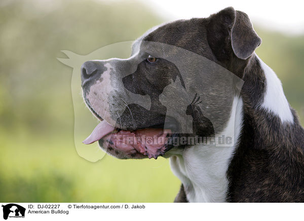 Amerikanische Bulldogge / American Bulldog / DJ-02227