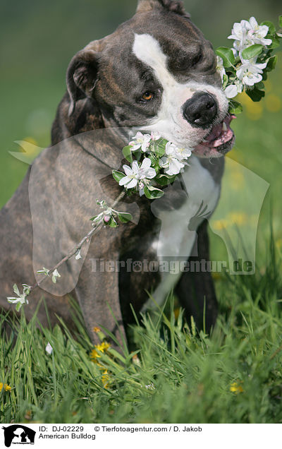 Amerikanische Bulldogge / American Bulldog / DJ-02229