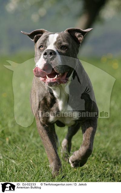 Amerikanische Bulldogge / American Bulldog / DJ-02233