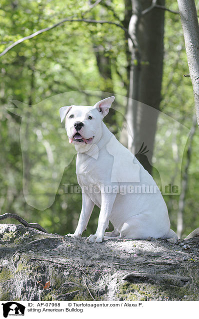 sitzender American Bulldog / sitting American Bulldog / AP-07968