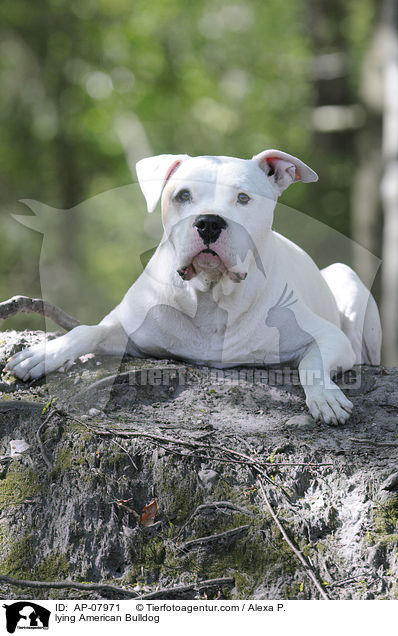 liegende American Bulldog / lying American Bulldog / AP-07971