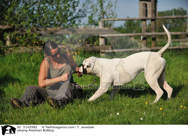 spielender American Bulldog / playing American Bulldog / YJ-02982