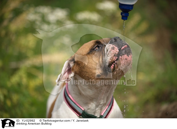 trinkender American Bulldog / drinking American Bulldog / YJ-02992