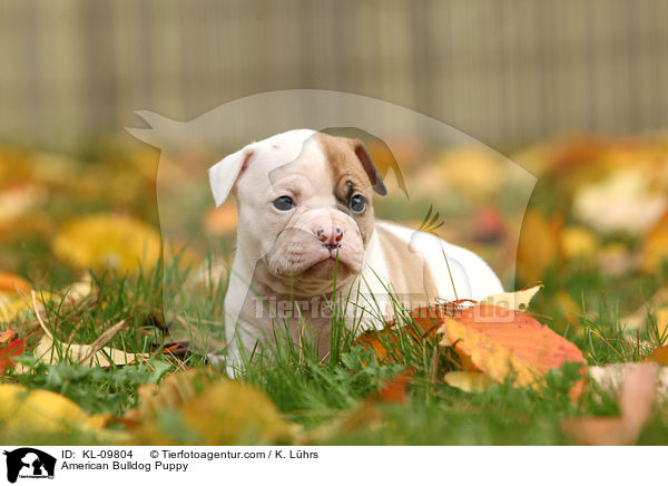 American Bulldog Welpe / American Bulldog Puppy / KL-09804