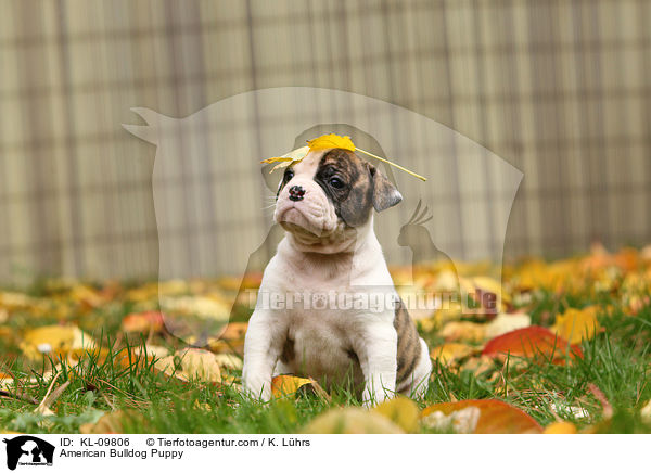 American Bulldog Welpe / American Bulldog Puppy / KL-09806