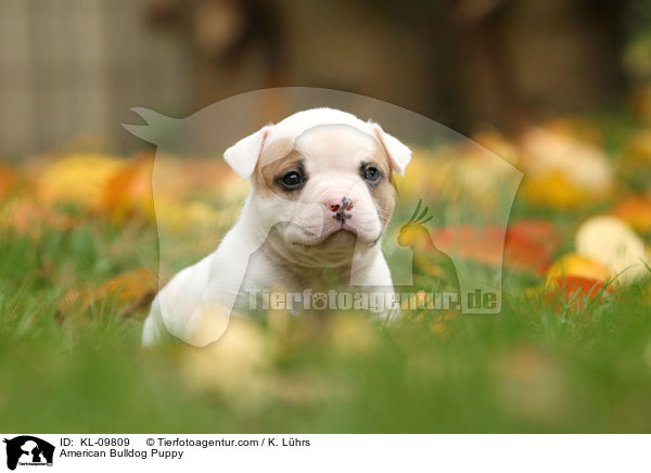 American Bulldog Welpe / American Bulldog Puppy / KL-09809