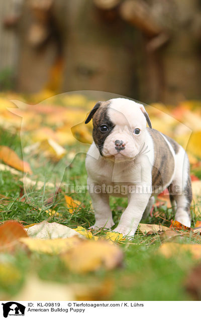 American Bulldog Welpe / American Bulldog Puppy / KL-09819