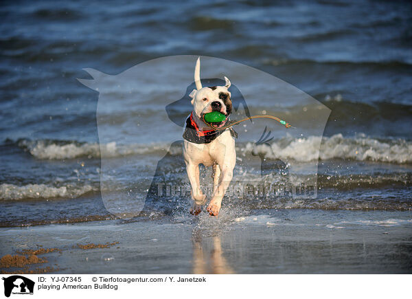 spielender American Bulldog / playing American Bulldog / YJ-07345