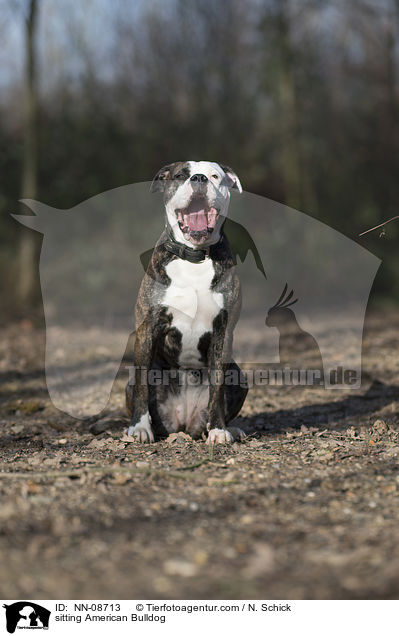 sitzender American Bulldog / sitting American Bulldog / NN-08713