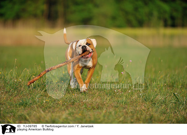 spielender American Bulldog / playing American Bulldog / YJ-09785