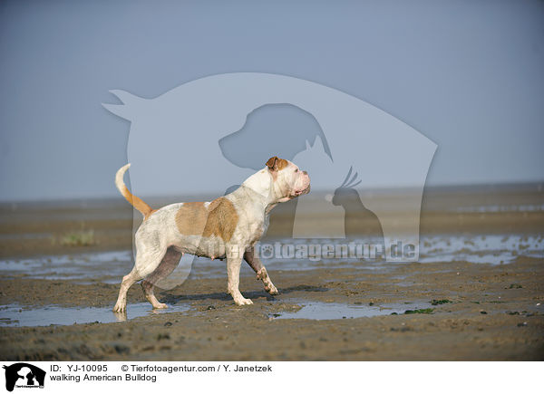 laufender American Bulldog / walking American Bulldog / YJ-10095