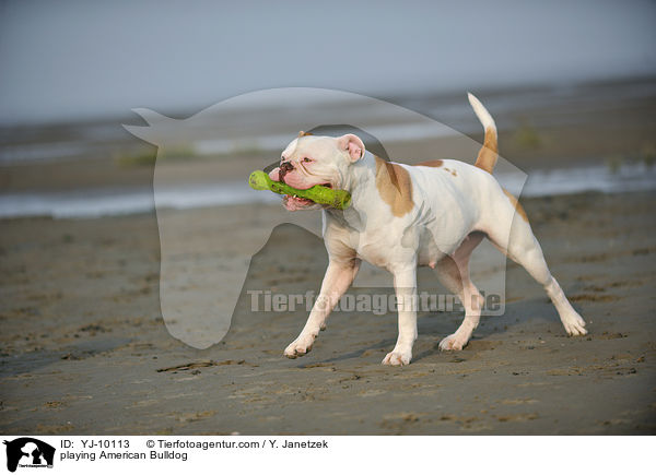 spielender American Bulldog / playing American Bulldog / YJ-10113