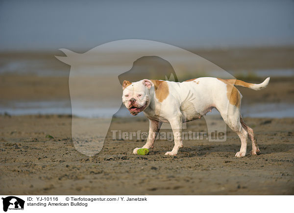 stehender American Bulldog / standing American Bulldog / YJ-10116