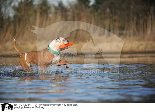 spielender American Bulldog / playing American Bulldog / YJ-12254