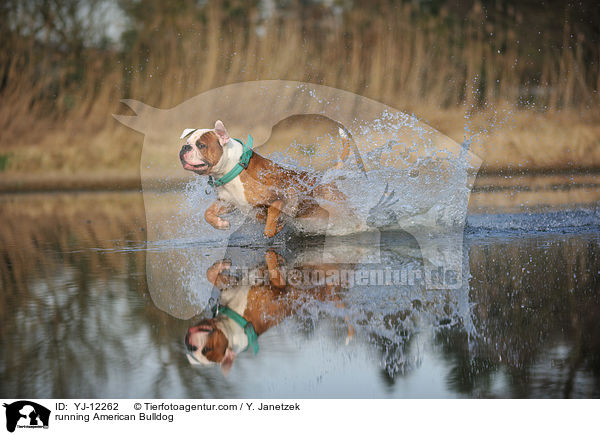 rennender American Bulldog / running American Bulldog / YJ-12262