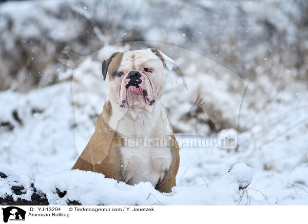 American Bulldog / American Bulldog / YJ-13294