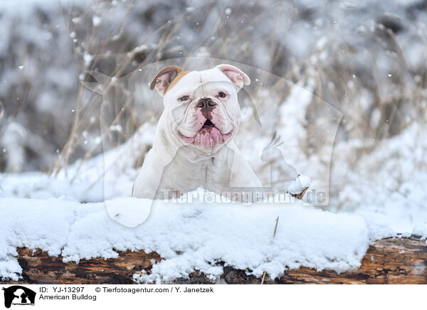 American Bulldog / American Bulldog / YJ-13297