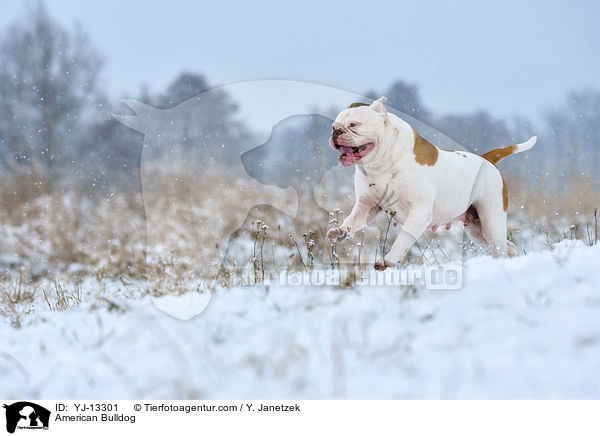 American Bulldog / American Bulldog / YJ-13301