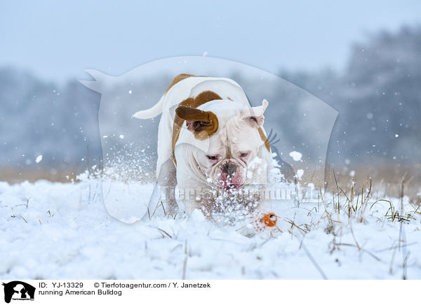 rennender American Bulldog / running American Bulldog / YJ-13329