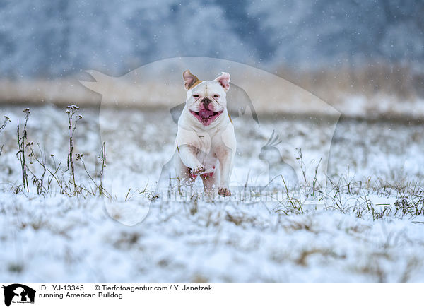 rennender American Bulldog / running American Bulldog / YJ-13345