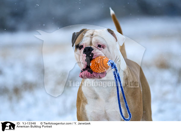 American Bulldog Portrait / American Bulldog Portrait / YJ-13348