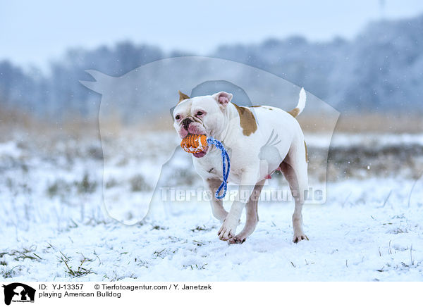 spielender American Bulldog / playing American Bulldog / YJ-13357