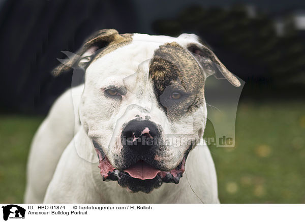 American Bulldog Portrait / HBO-01874