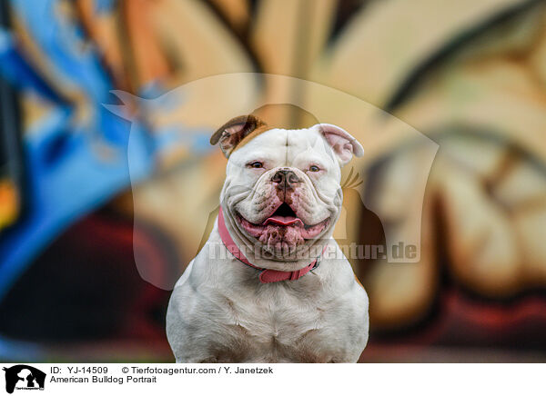 American Bulldog Portrait / American Bulldog Portrait / YJ-14509