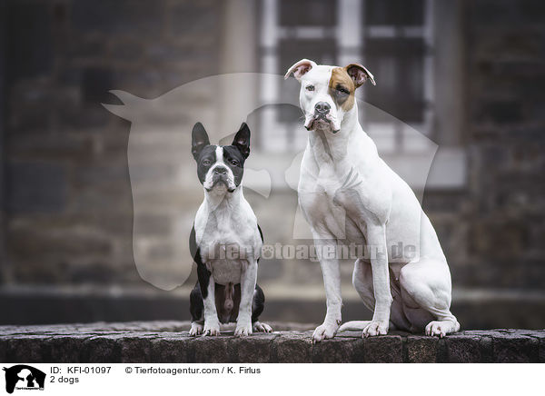 2 Hunde / 2 dogs / KFI-01097