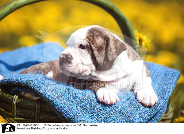 Amerikanischer Bulldogge Welpe im Krbchen / American Bulldog Puppy in a basket / MAB-01608