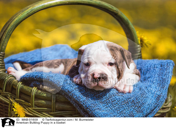 Amerikanischer Bulldogge Welpe im Krbchen / American Bulldog Puppy in a basket / MAB-01609