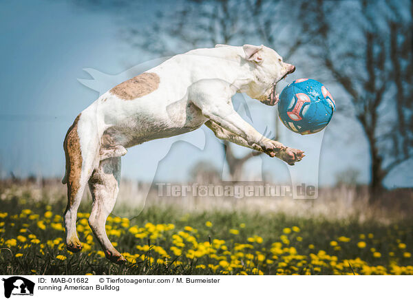 rennender Amerikanischer Bulldog / running American Bulldog / MAB-01682