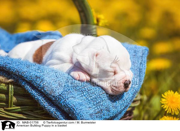 Amerikanischer Bulldogge Welpe im Krbchen / American Bulldog Puppy in a basket / MAB-01756