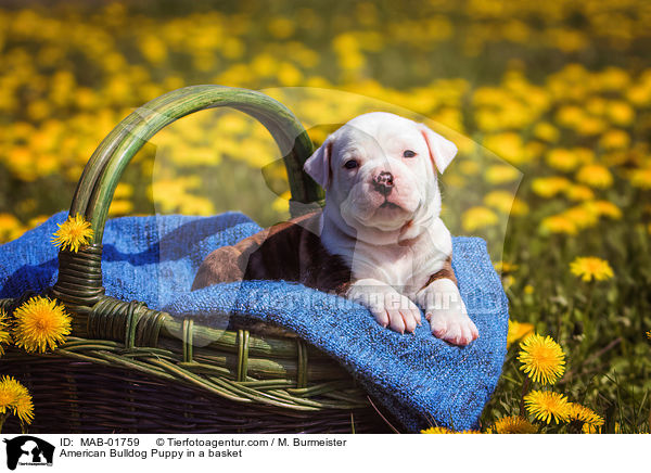 Amerikanischer Bulldogge Welpe im Krbchen / American Bulldog Puppy in a basket / MAB-01759