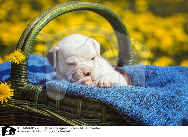 Amerikanischer Bulldogge Welpe im Krbchen / American Bulldog Puppy in a basket / MAB-01778