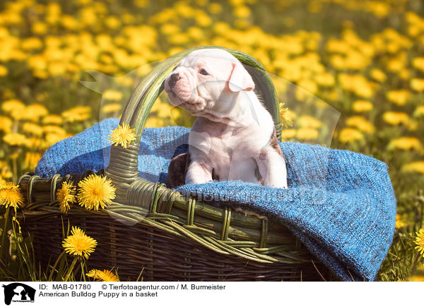 Amerikanischer Bulldogge Welpe im Krbchen / American Bulldog Puppy in a basket / MAB-01780