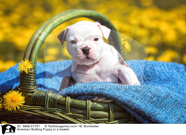 Amerikanischer Bulldogge Welpe im Krbchen / American Bulldog Puppy in a basket / MAB-01781