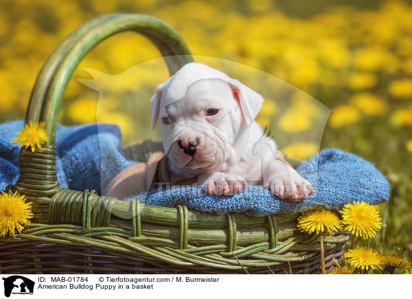 Amerikanischer Bulldogge Welpe im Krbchen / American Bulldog Puppy in a basket / MAB-01784