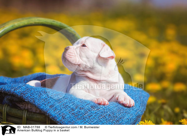 Amerikanischer Bulldogge Welpe im Krbchen / American Bulldog Puppy in a basket / MAB-01788