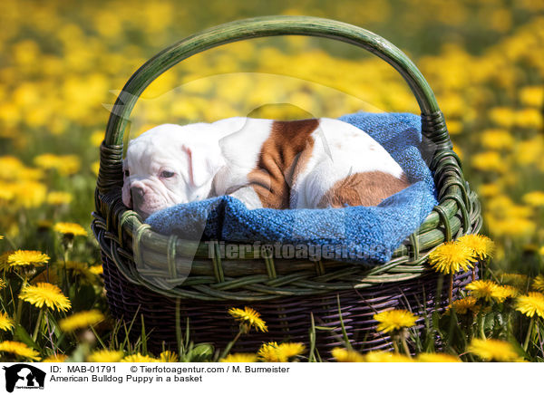 Amerikanischer Bulldogge Welpe im Krbchen / American Bulldog Puppy in a basket / MAB-01791