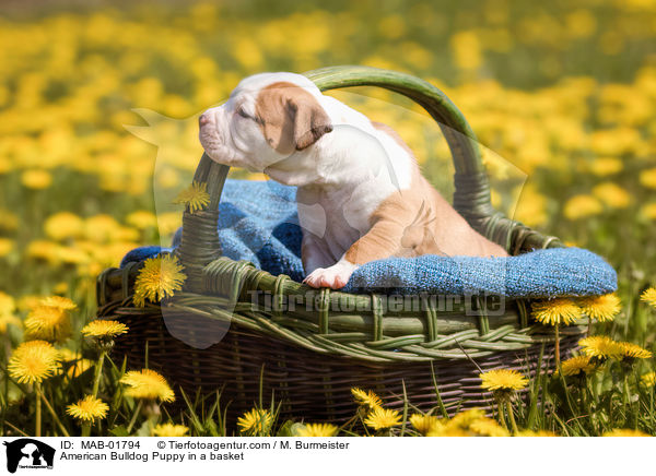 Amerikanischer Bulldogge Welpe im Krbchen / American Bulldog Puppy in a basket / MAB-01794