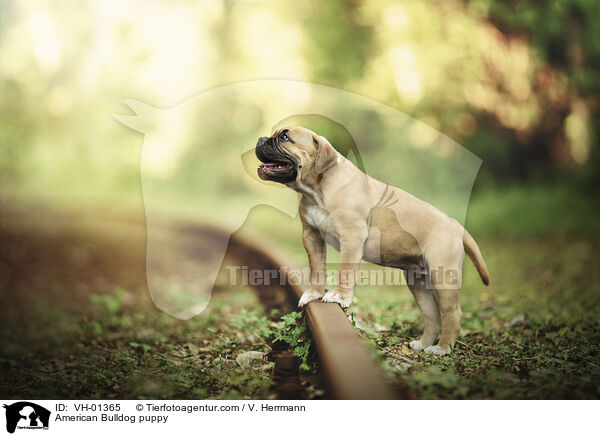 American Bulldog Welpe / American Bulldog puppy / VH-01365