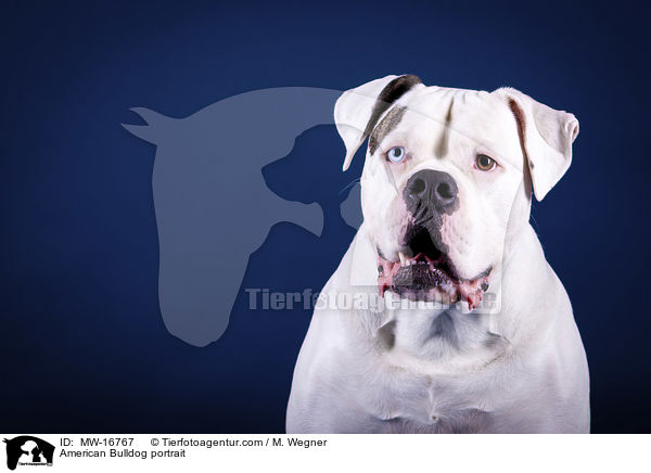 Amerikanische Bulldogge Portrait / American Bulldog portrait / MW-16767