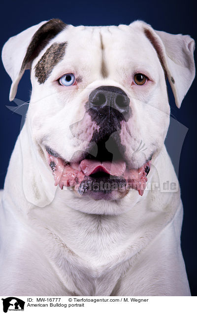 American Bulldog portrait / MW-16777